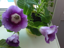 IMAG0732.jpg