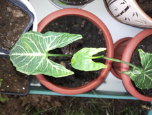 ��������� Golden venation