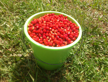 ������ ������ ��������� 2015