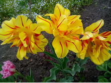 IMG 20150523 112541.jpg