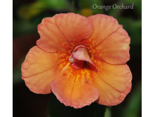 Orange Orchard