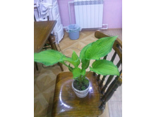 ����� 100 ���.