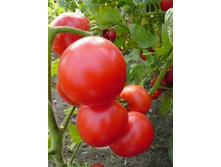 ���������� 25 ���. ������������������ ������