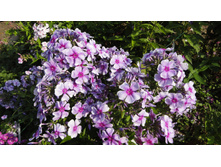 552ec7ddd35a5 dsc09571.JPG