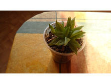 �������� herbacea