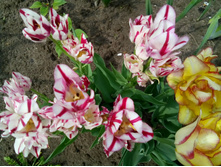 IMG 20150523 112610.jpg