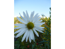 P1020840.JPG ������������� ������� ���������� 50�