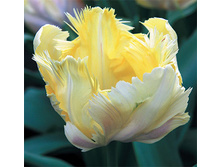 ���� ������ 177,1�.jpg