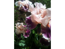 ����������� 001.jpg