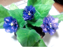 ��������� ����