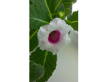IMAG0733.jpg