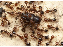 �� ��������