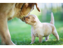 BISKO Maxi Reproduction/����� ����� ����������.jpg