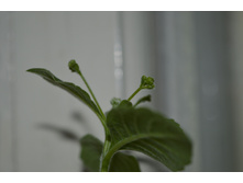 �������� ����� ��������