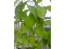 Hoya kenejiana- ������ �������� �������� ...