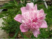 ���� ������