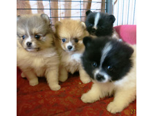 ������ 026.JPG