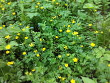 IMG 20150613 134448.jpg