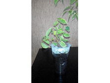 ����� �����