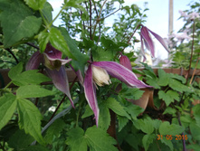 ������  Columella