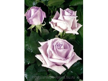 ������� ��� (Pacific Blue), Hans Jürgen Evers, ��������, 2003 �.