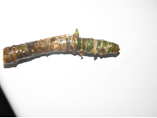 ��������� �������