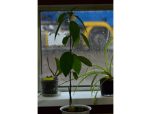 ������� �� ������