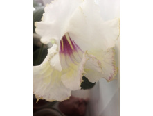 IMG 20150620 091054.jpg