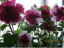 IMG 0898.JPG