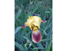 20150602 143245 Richtone(HDR).jpg