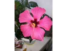 �������� 2