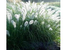 ���������� ������� – Pennisetum alopecuroides Hameln.jpg