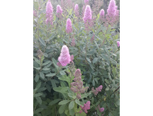 20150620 181945 Richtone(HDR).jpg