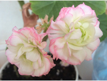 Appleblossom rosebud