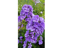 ����� ������� ������