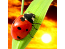 ������ �������.jpg