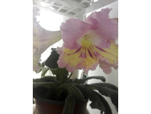 IMG 20150620 090821.jpg