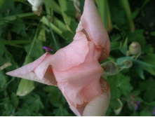 ����������� 012.jpg