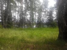 IMG 20150613 110149.jpg