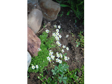 ���������� ������� 50 ���