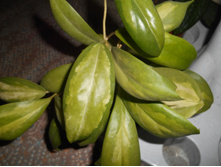 Incrassatta Variegata.