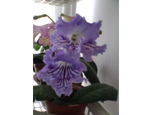 IMG 20150620 091326.jpg