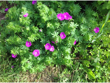 ������ �������������� ���� �����