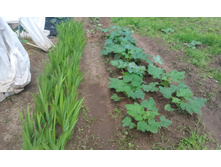 IMG 20150626 142430.jpg