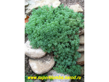 ������ ��������� 60���.jpg