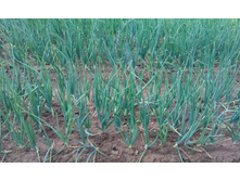 IMG 20150626 142705.jpg