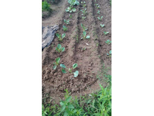 IMG 20150626 142534.jpg