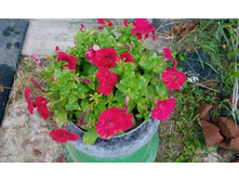 IMG 20150617 192315.jpg