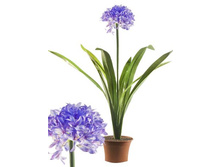 �� 35/168 735 - ������ 25%