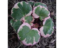 ���������� �������������.jpg